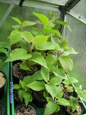 kiwi rot.JPG