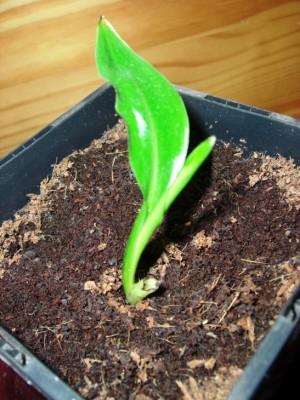 Baum der Reisenden 3 090621.JPG