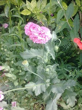 20062009036.jpg