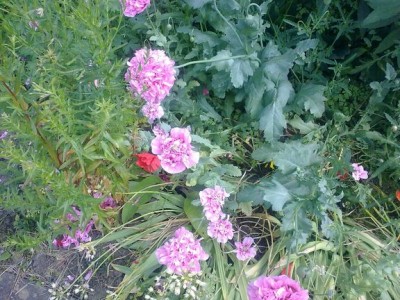 20062009035.jpg