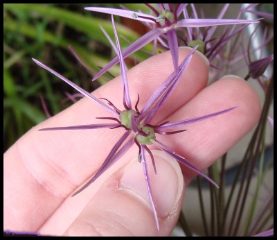 Allium_Mutation3.jpg