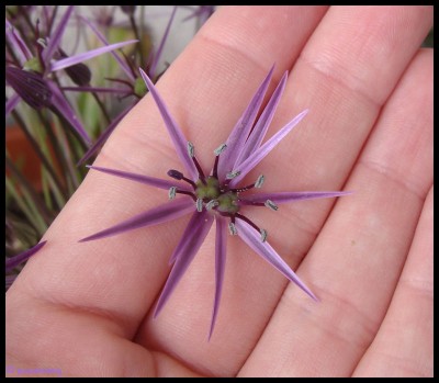Allium_Mutation1.jpg