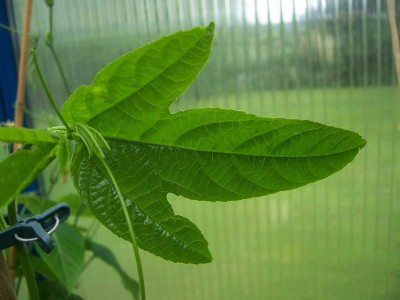 100_4940.JPG