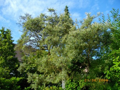 Ganzer Baum.jpg