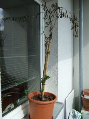 Olivenbaum.jpg