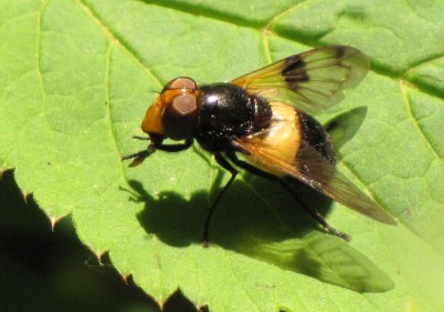 Gewoehnliche-Waldschwebfliege - Volucella pellucens2.JPG