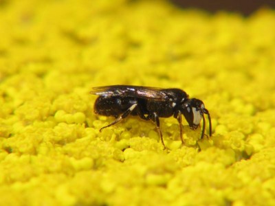 Maskenbiene - Hylaeus nigritus -m- an der gelben Schafgarbe-Achillea filipendulina.JPG