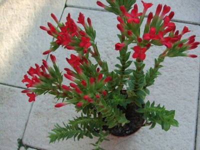 k-2009_0612Cassula0001.JPG