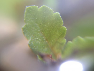 P1010062.JPG
