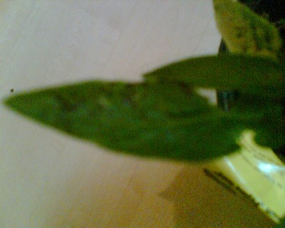 Bild049.jpg