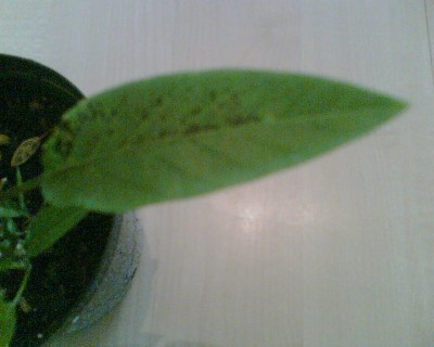 Bild047.jpg