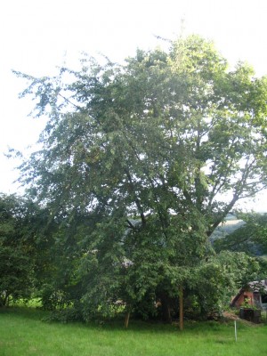 Bild 897.jpg