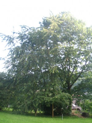 Bild 895.jpg