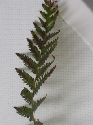 DSCF4442.JPG