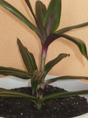 DSCF5557.JPG