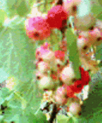 Bild_Johannisbeere.gif