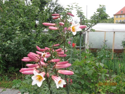 Green2009_2490.jpg