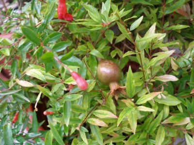 granatapfel 21.8..jpg