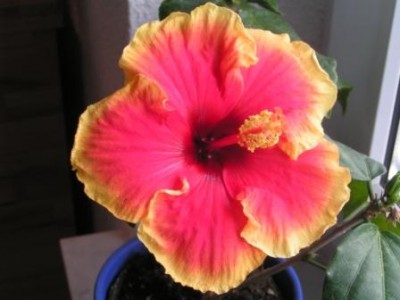 2009-06-22 Pflanzen 002.JPG