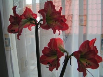 2009-06-22 Pflanzen 003.JPG