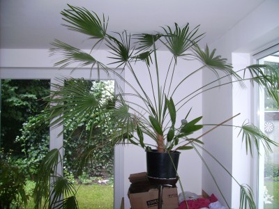 Palme neu.jpg