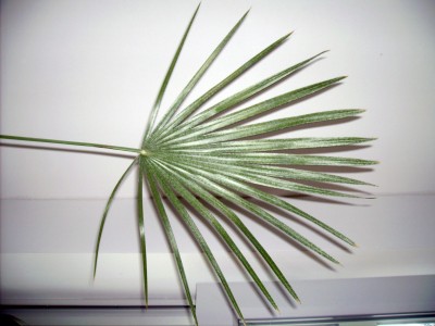 blatt neu.jpg