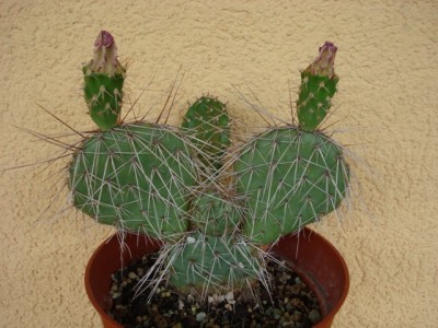 Opuntia winterhart.jpg