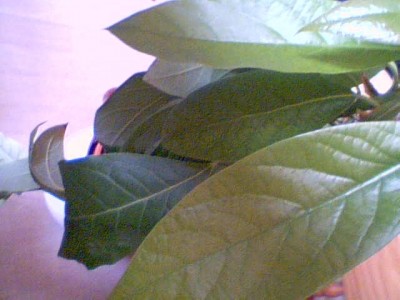 2009-06-23-55594.JPG