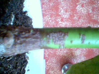 2009-06-23-55479.JPG