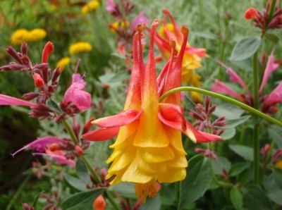 Aquilegia formosa double.jpg