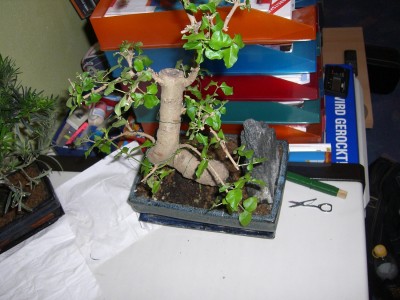 CIMG0120.JPG
