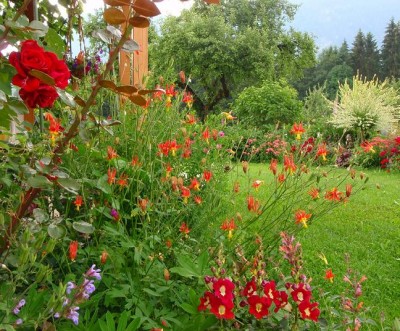 Aquilegia formosa new.jpg