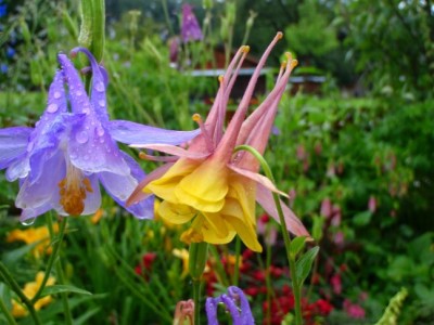 Aquilegia hybrid chrysantha, vulgaris formosa.jpg