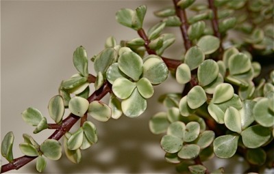 Crassula neu.jpg