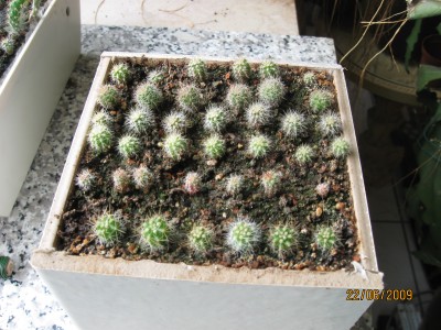 Green2009_2486.jpg