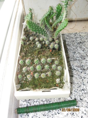 Green2009_2487.jpg