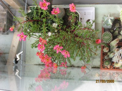 Green2009_2468.jpg