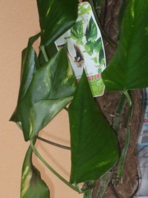 DSCF5555.JPG