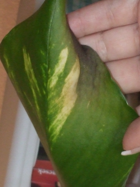 Meine Efeutute macht schlapp  Pflanzenkrankheiten & Schdlinge  GREEN24  Pflanzen & Garten Forum