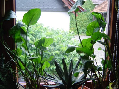Calla 001.jpg