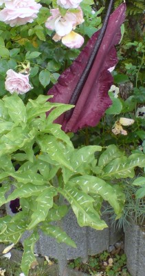 DSC00110.JPG