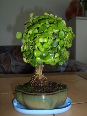 Portulacaria Lemmon.jpg