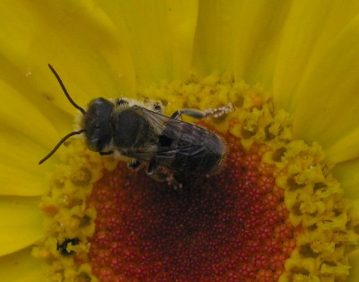 24.06.2009 fleissig.jpg