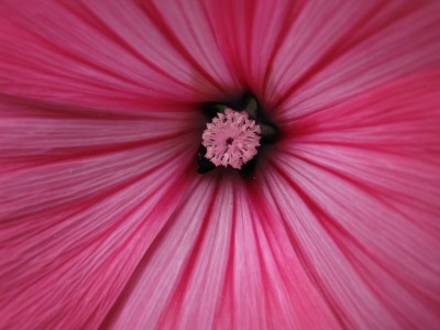 24.06.2009 lavatera trimestris.jpg