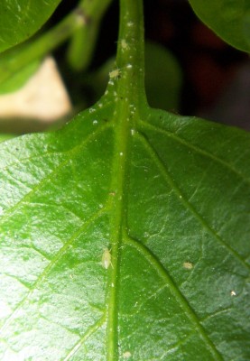 100_9570.JPG