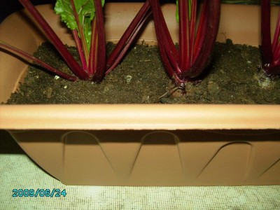 PICT0411.JPG