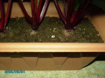 PICT0410.JPG