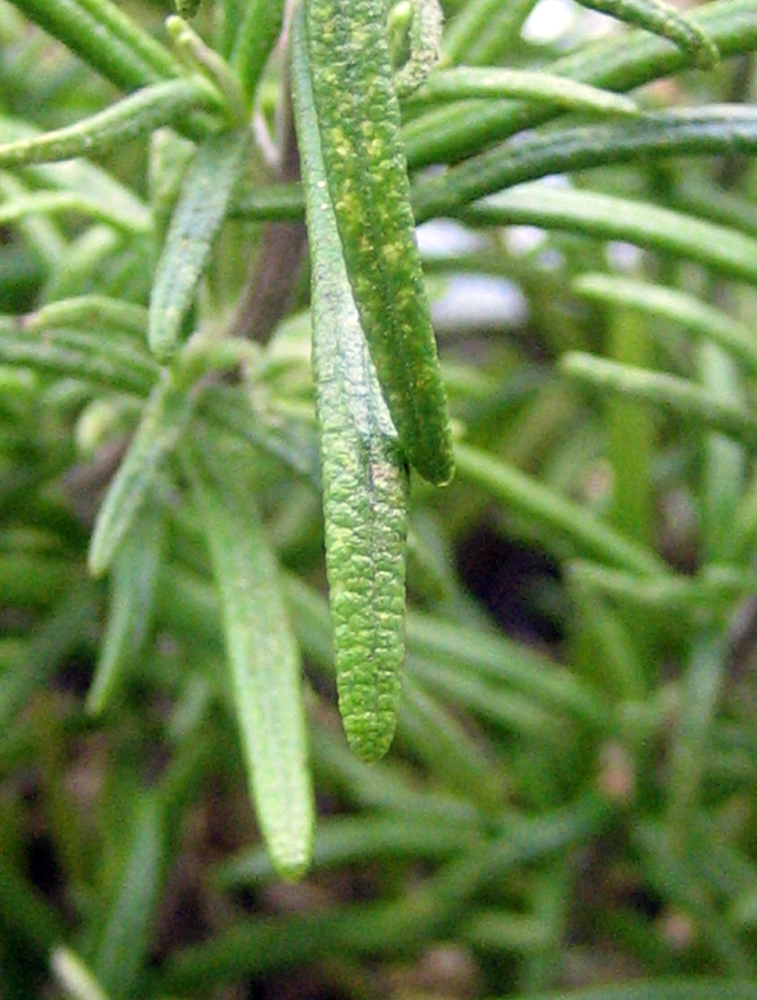 Tierchen am Salbei, Flecken an Thymian und Rosmarin - Hilfe! ·  Pflanzenkrankheiten & Schädlinge · GREEN24 Pflanzen & Garten Forum