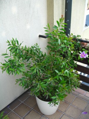 Pics 004.jpg