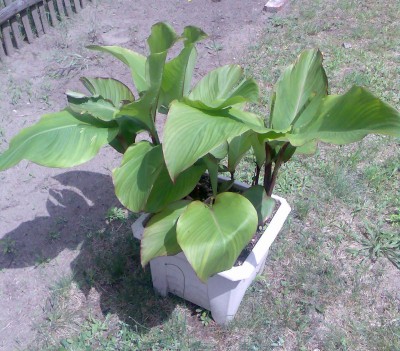 canna-02.Juni.2007.JPG